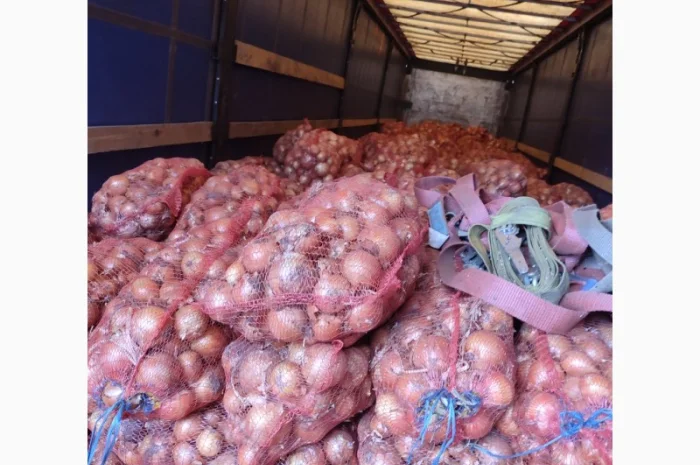 Цибуля пізніх сортів на продаж- фото № 1