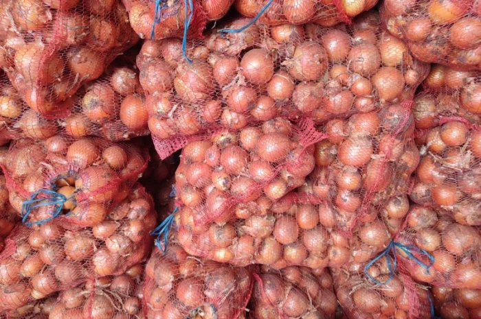 Цибуля пізніх сортів на продаж- фото № 4