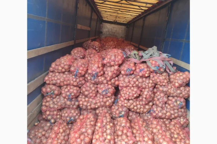 Цибуля пізніх сортів на продаж- фото № 6