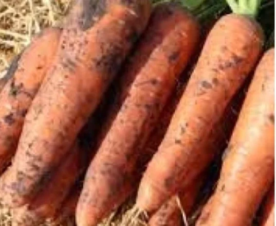 Морква Олімпо, 100 тонн на продажу- фото № 1