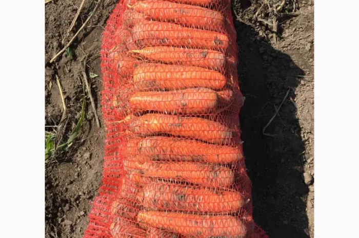 Покупка моркви на постійній основі- фото № 2