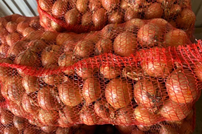 Продаю Цибуля Дайтона Зимова- фото № 1