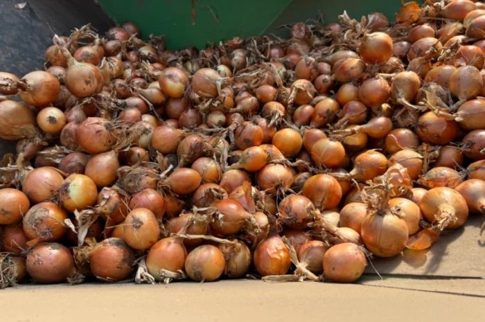 Продаю Цибуля Дайтона Зимова- фото № 3