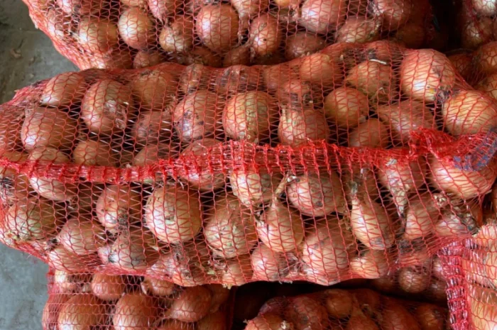 Продаю Цибуля Дайтона Зимова- фото № 4