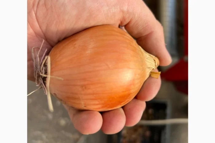 Продаю Цибуля Дайтона Зимова- фото № 5