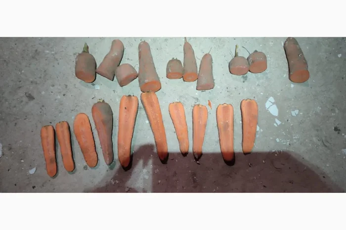 Куплю морковь сорта Кордоба оптом- фото № 2