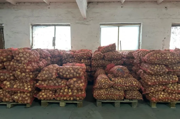 Продаж Цибуля Болеро- фото № 2