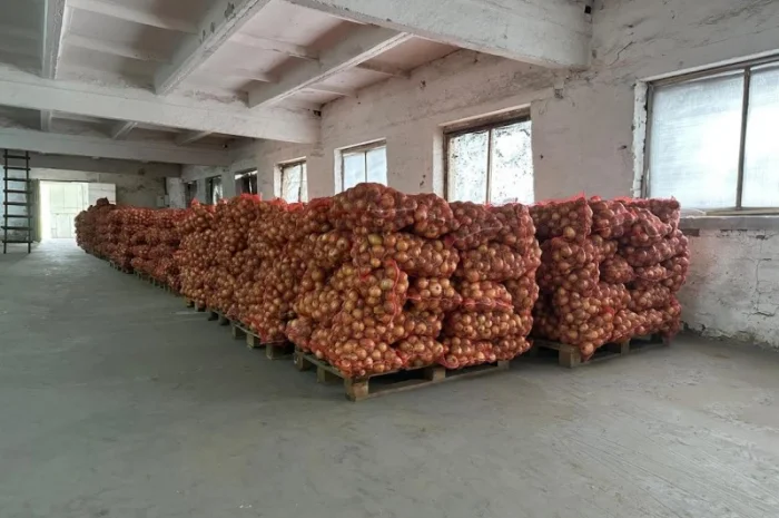 Продаж Цибуля Болеро- фото № 3