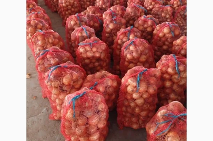 Продаж Цибуля Болеро- фото № 1