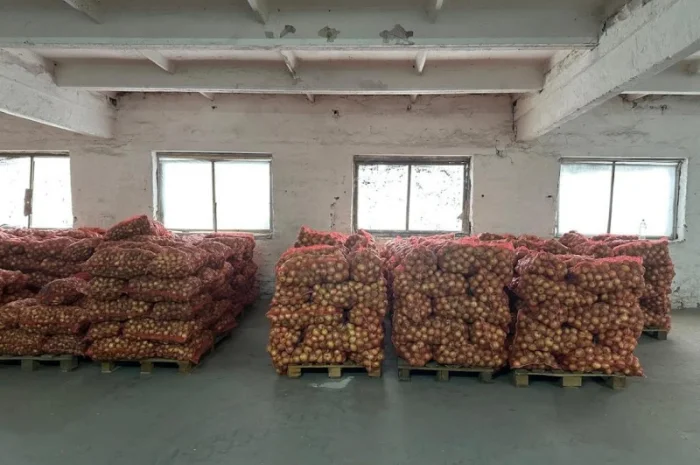 Продажа цибулі "Центуріон"- фото № 3