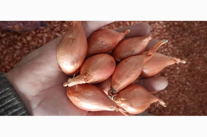 Цибуля кущівка (шалот) для гуртової покупки- фото № 1