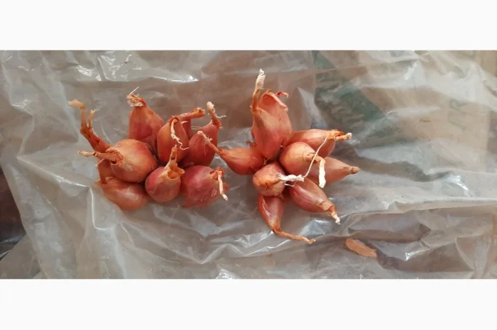 Цибуля кущівка (шалот) для гуртової покупки- фото № 2