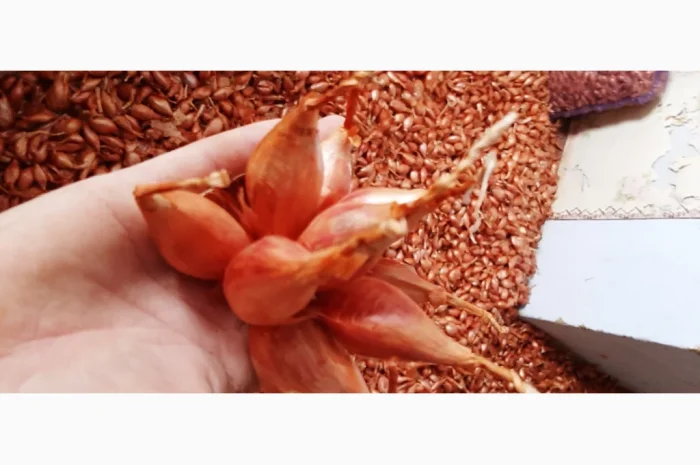 Цибуля кущівка (шалот) для гуртової покупки- фото № 3