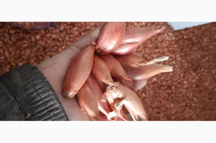 Цибуля кущівка (шалот) для гуртової покупки- фото № 4