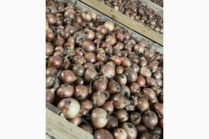 Якісна цибуля сорт Дерек на продаж- фото № 3