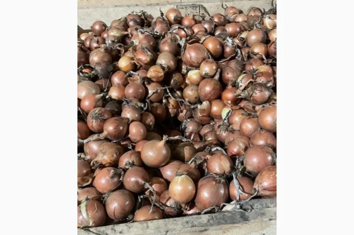 Якісна цибуля сорт Дерек на продаж- фото № 1