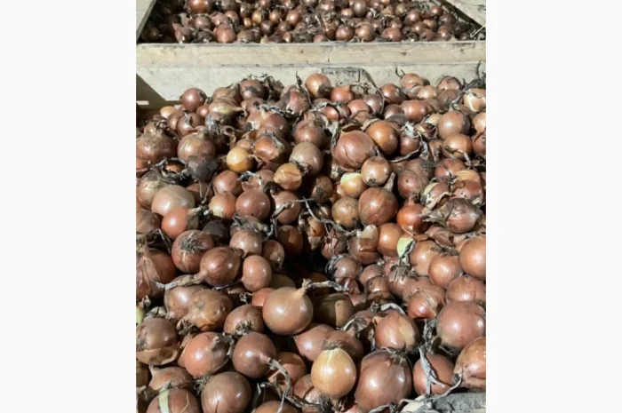 Якісна цибуля сорт Дерек на продаж- фото № 2