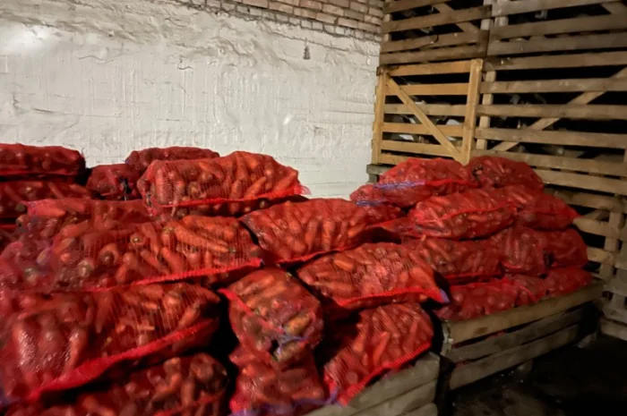 Продаж моркви сорту Каскад- фото № 1