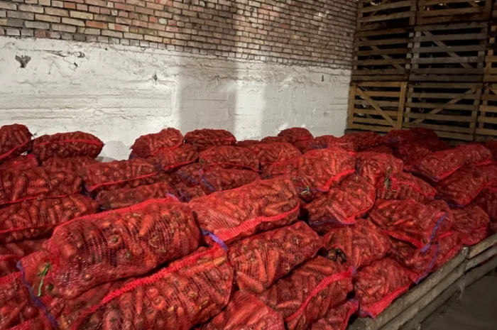 Продаж моркви сорту Каскад- фото № 2