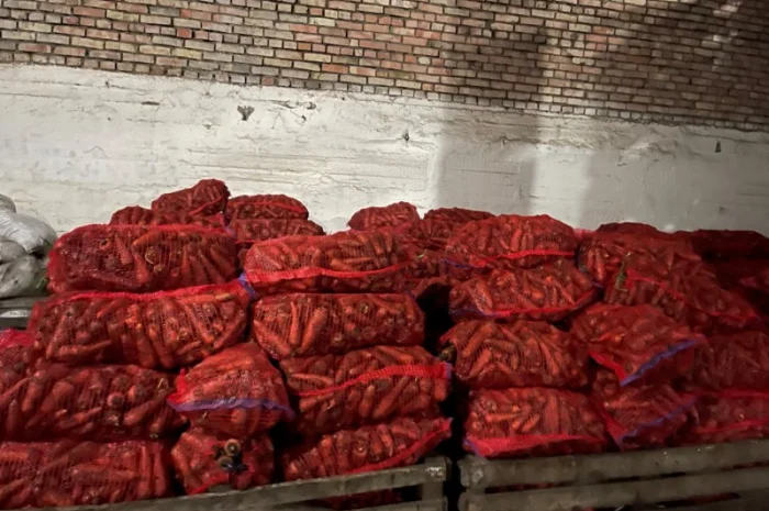 Продаж моркви сорту Каскад- фото № 3