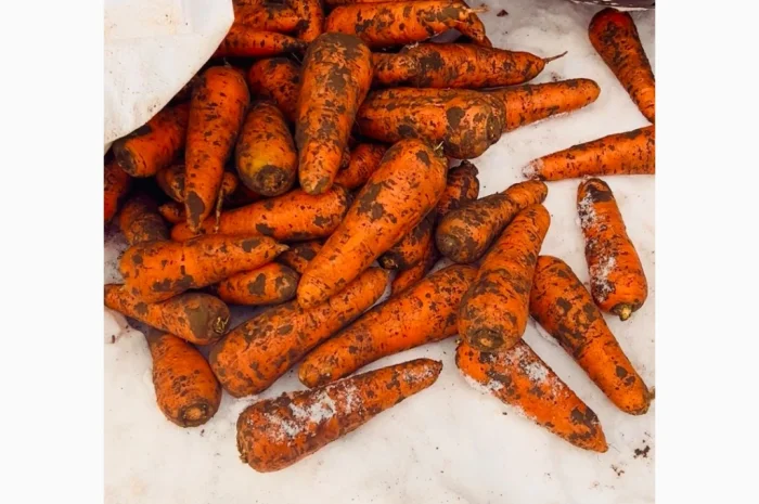 Продається морква сорт Танжелина- фото № 4