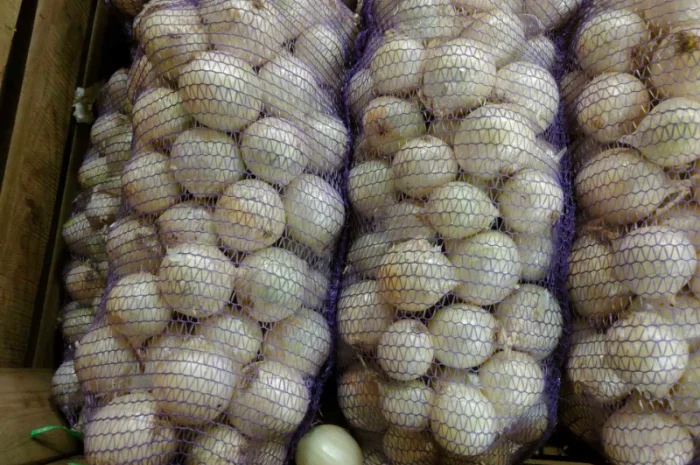 Продаж білої цибулі оптом- фото № 1