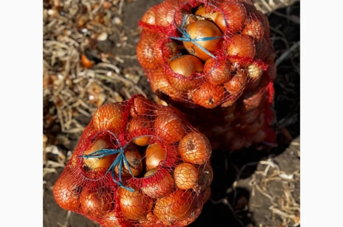 Продаж цибулі сорту Медуза з гарантією якості- фото № 1