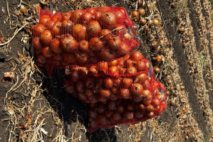 Продаж цибулі сорту Медуза з гарантією якості- фото № 2