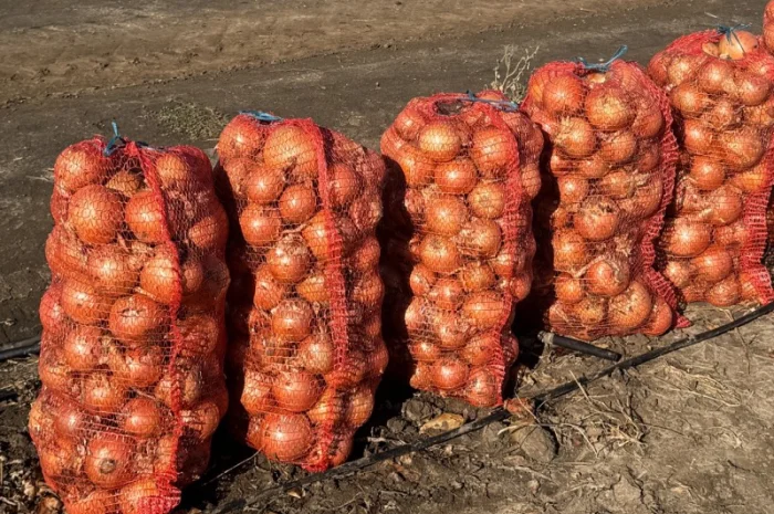 Продаж цибулі сорту Медуза з гарантією якості- фото № 3