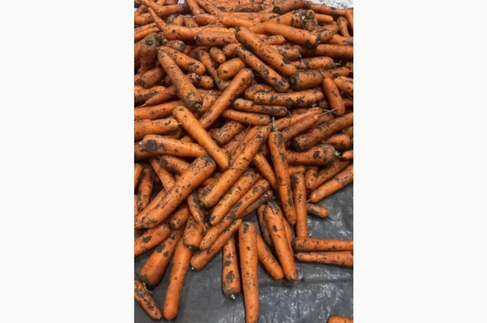 Покупка моркови 1 сорта- фото № 1