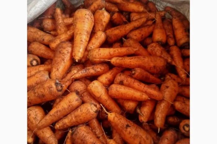 Продаю моркву 1 та 2 сорт від фермера- фото № 1