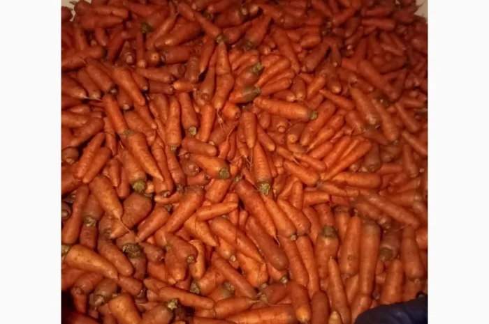 Продаю моркву 1 та 2 сорт від фермера- фото № 4