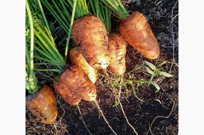 Продаю моркву 1 та 2 сорт від фермера- фото № 5