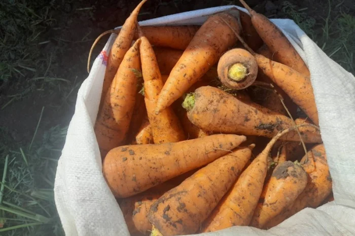 Продаю моркву 1 та 2 сорт від фермера- фото № 6