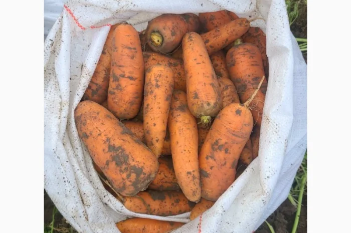 Продажа моркови от производителей и поставщиков- фото № 1