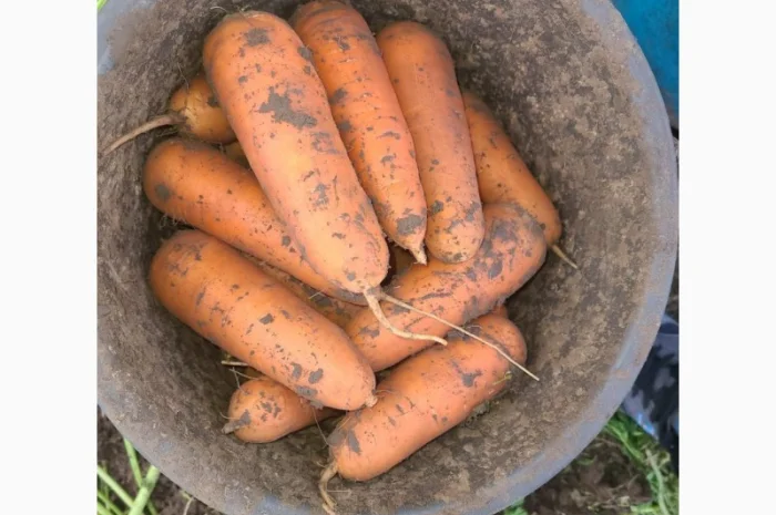 Продажа моркови от производителей и поставщиков- фото № 2