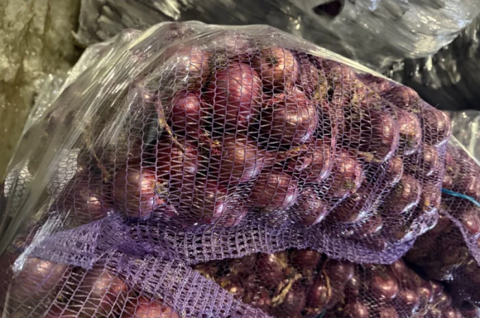 Продаю цибулю синю Марс оптом- фото № 2