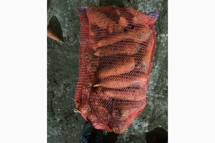 Покупка моркви від постачальника від 10 тонн- фото № 5