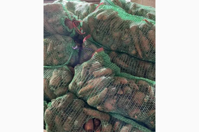 Покупка моркви від постачальника від 10 тонн- фото № 6