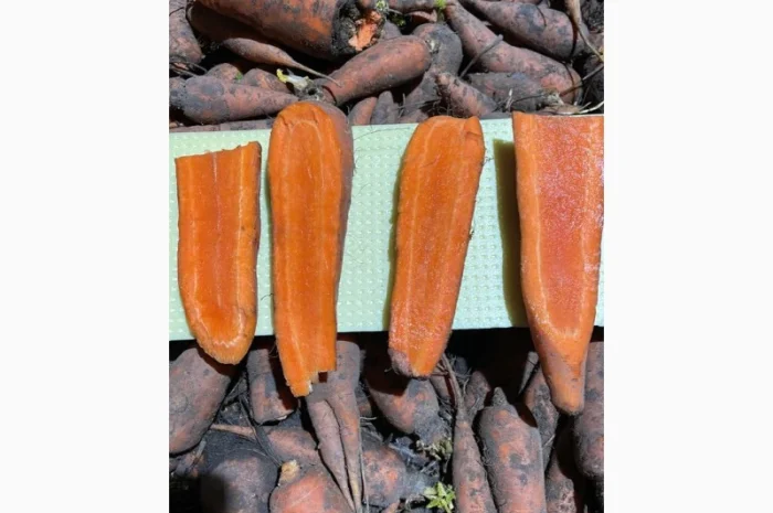 Покупка моркви від постачальника від 10 тонн- фото № 10