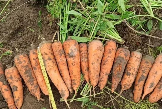 Покупка моркови на переработку- фото № 1