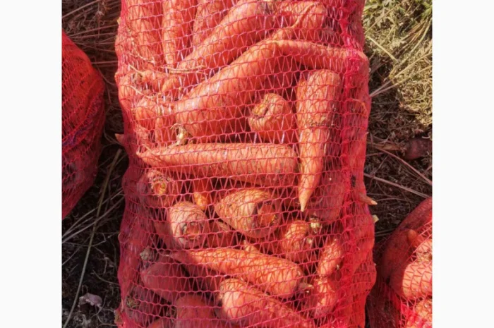 Покупка моркви сортів Абако і Каскад- фото № 1