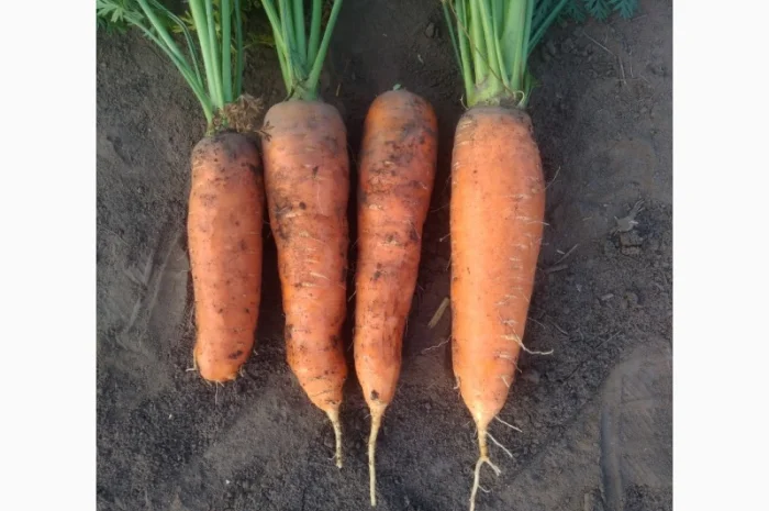 Продаю моркву Каскад- фото № 5