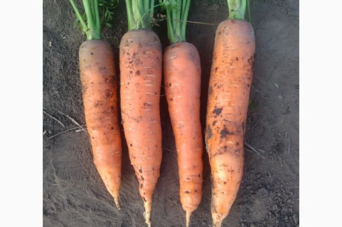 Продаю моркву Каскад- фото № 6
