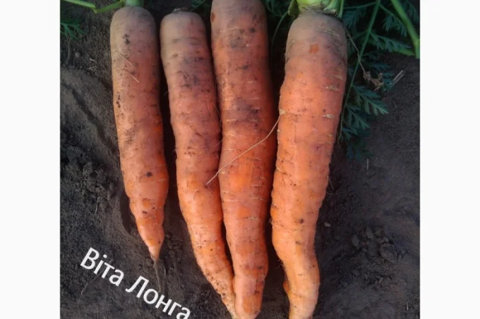 Продаю моркву Каскад- фото № 7