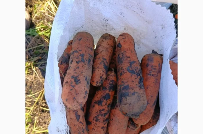 Продаю морковь Каскад- фото № 2