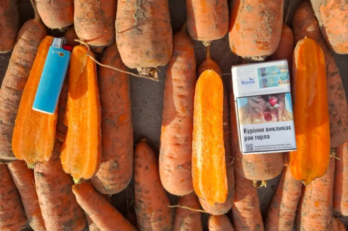 Продаю Моркву Болівар- фото № 1