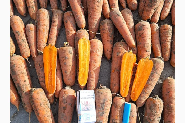 Продаю Моркву Болівар- фото № 3