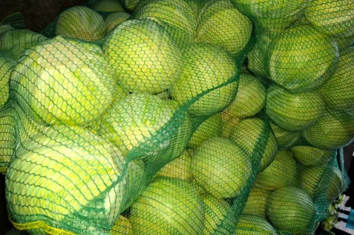 Продаю Моркву Болівар- фото № 9