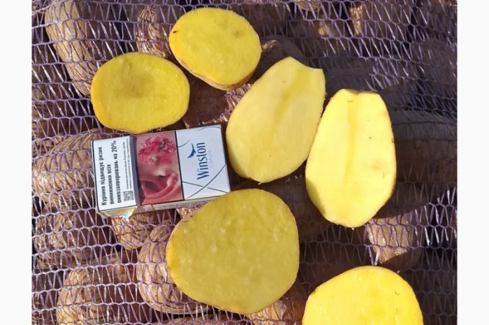 Продаю Моркву Болівар- фото № 10